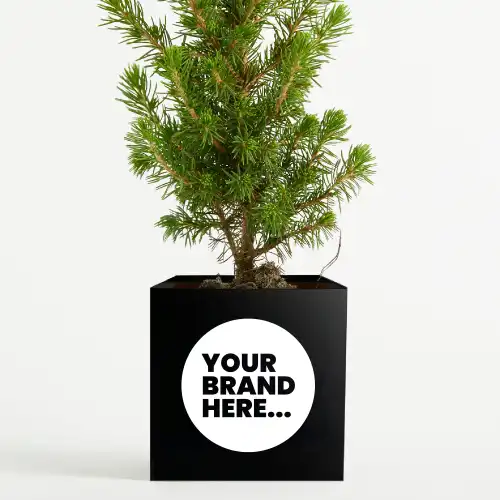 Christmas Tree in Black Aluminium Pot Engraved